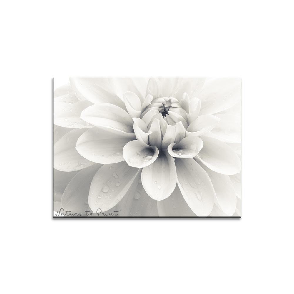 White Dahlia  | Blumenbild auf Leinwand, Kunstdruck, FineArt, Acrylglas, Alu-Dibond, Blumenkissen, Fototapete