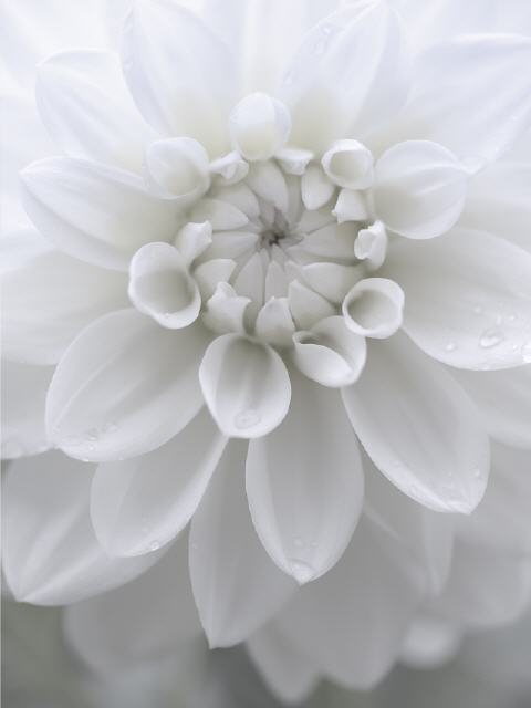Blumenbild White Romance
