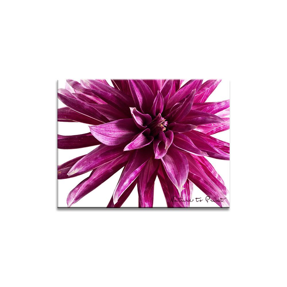 Purpur Dahlie Zebra  | Blumenbild auf Leinwand, Kunstdruck,Acrylglas, Alu, Kissen