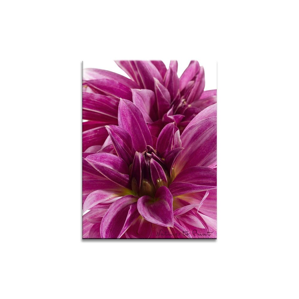 Purpur Schmuckbild Zebra | Blumenbild auf Leinwand, Kunstdruck,Acrylglas, Alu, Kissen