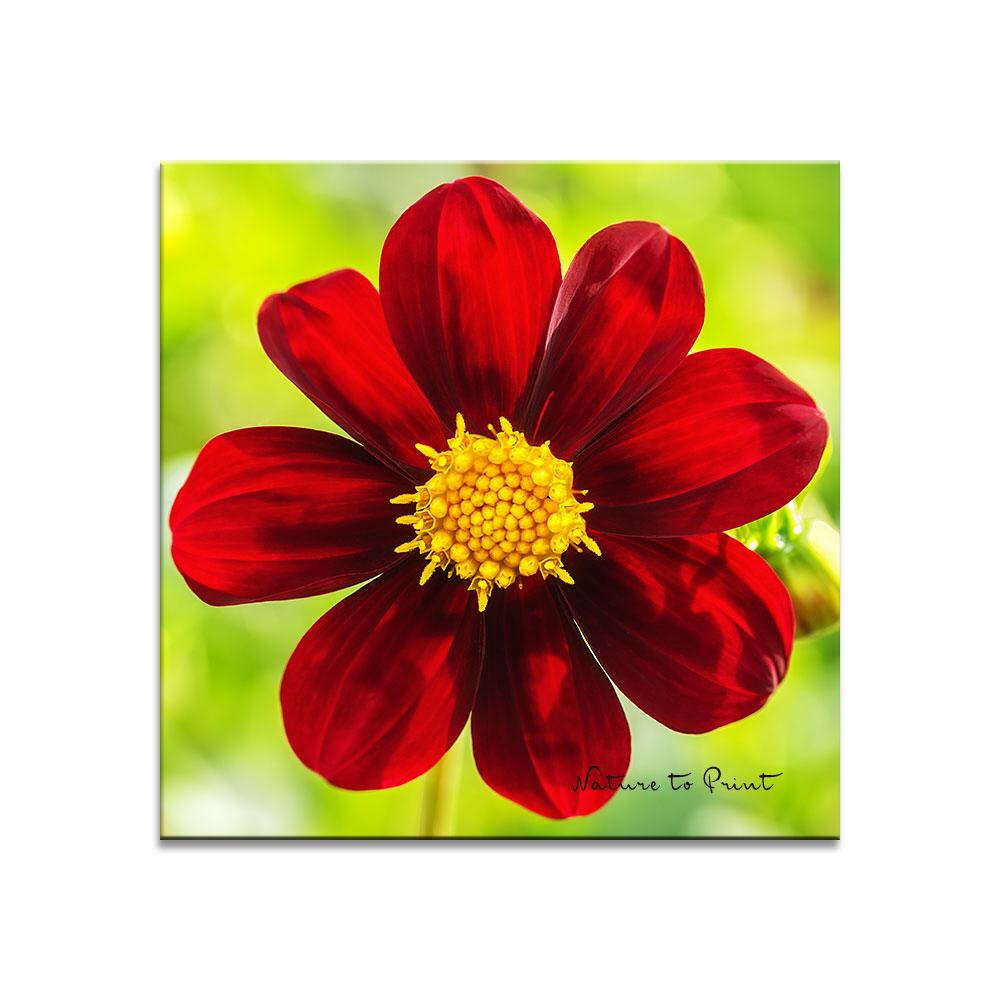Spaß mit roter Dahlie | Quadratisches Blumenbild auf Leinwand