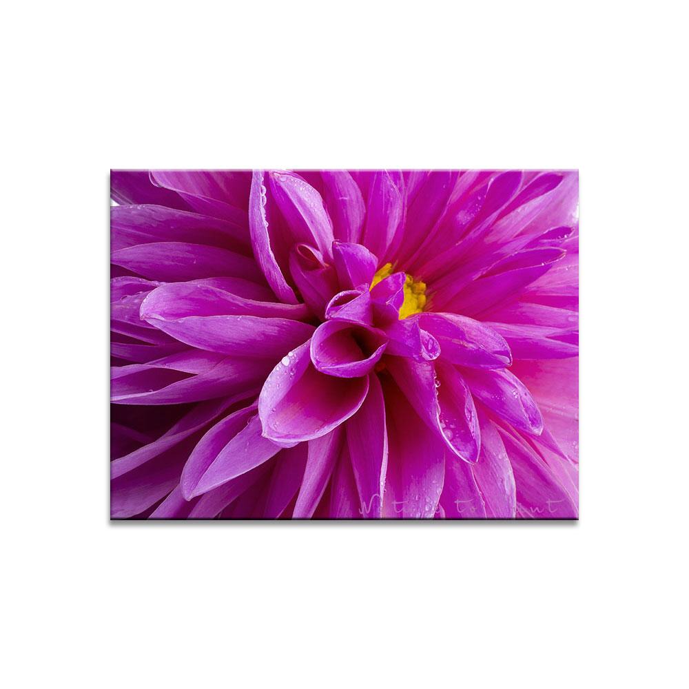 Pink Sensation  Blumenbild auf Leinwand, Kunstdruck oder FineArt