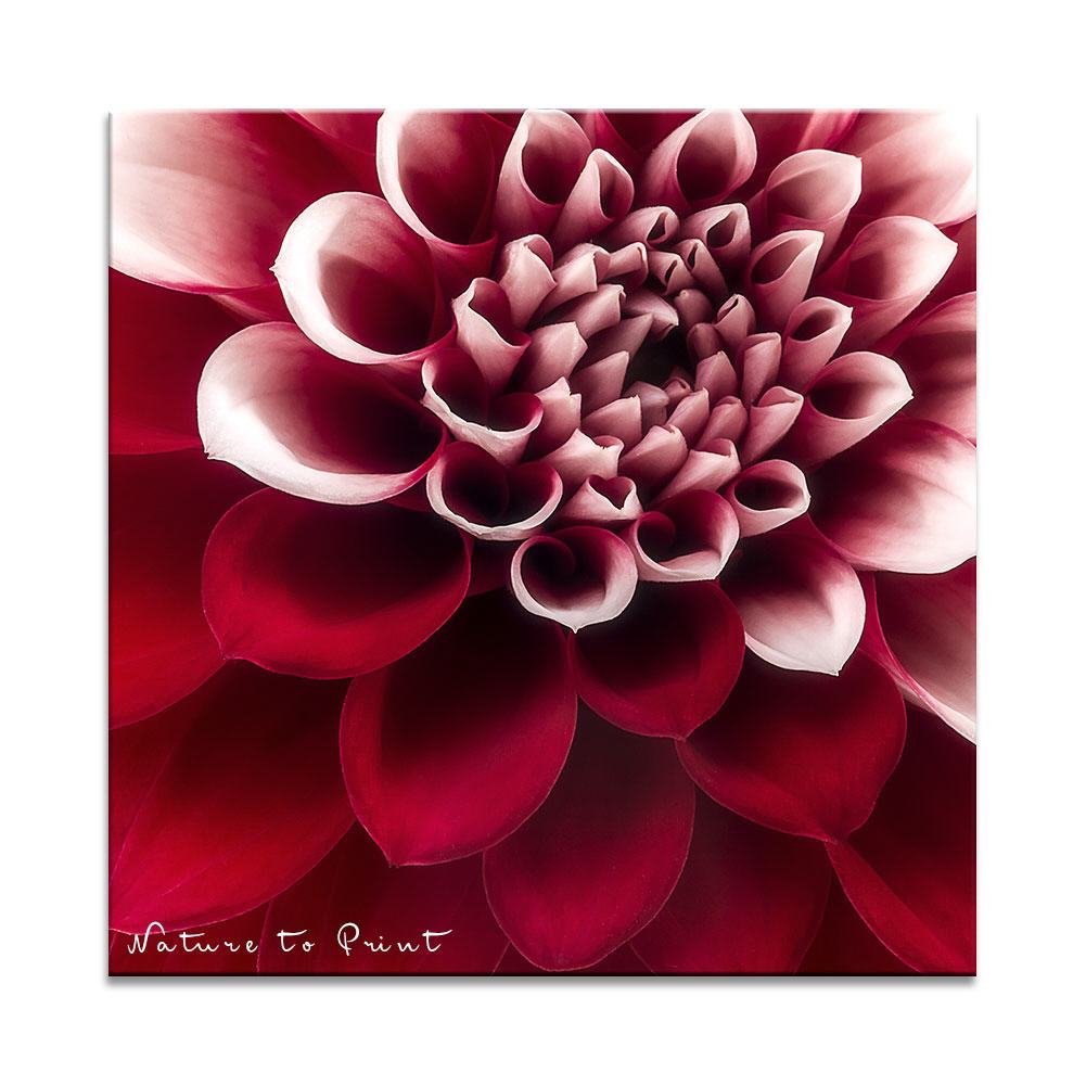Wilde Roxana | Quadratisches Blumenbild auf Leinwand