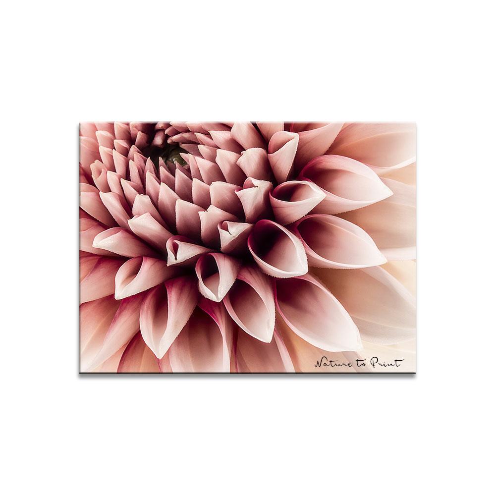 Dear Roxana  | Blumenbild auf Leinwand, Kunstdruck, FineArt, Acrylglas, Alu-Dibond, Blumenkissen, Fototapete