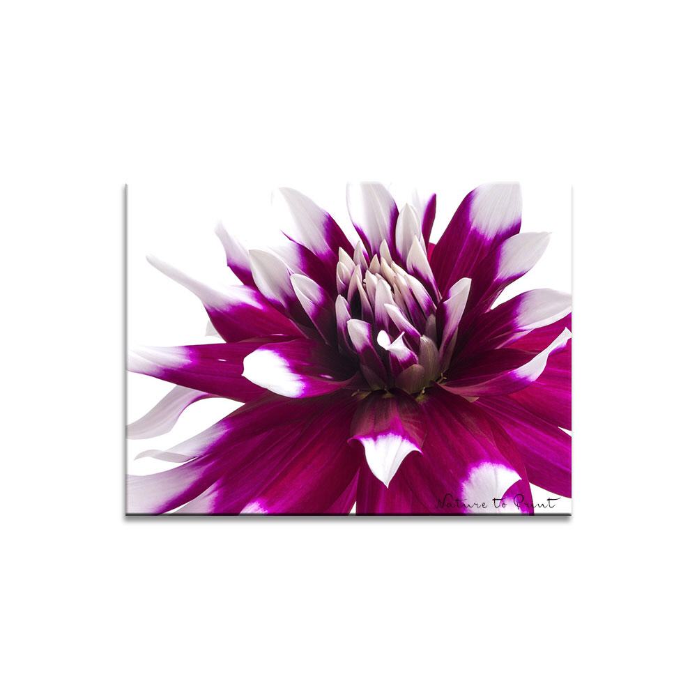 The Power of Dahlie  | Blumenbild auf Leinwand, Kunstdruck, Acrylglas, Alu, Kissen