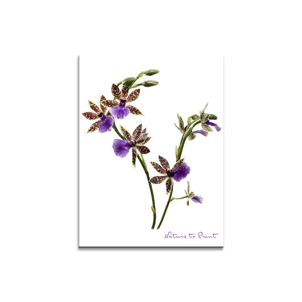 Duftorchidee | Blumenbild auf Leinwand, Kunstdruck, FineArt, Acrylglas, Alu, Fototapete, Kissen