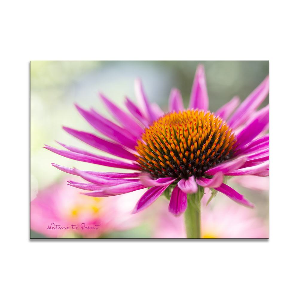 Sonnenkind Echinacea Blumenbild auf Leinwand, Kunstdruck, Acrylglas, Alu, Kissen