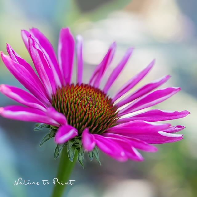 Purpur-Sonnenhut | Echinacea