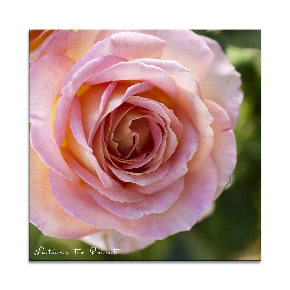 Rose Elle in Aprikot | Quadratisches Rosenbild auf Leinwand