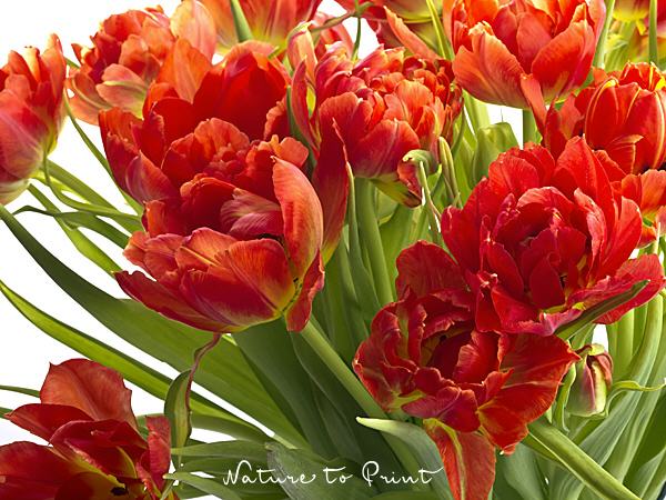 Frühlingsbild Feuerrote Tulpen