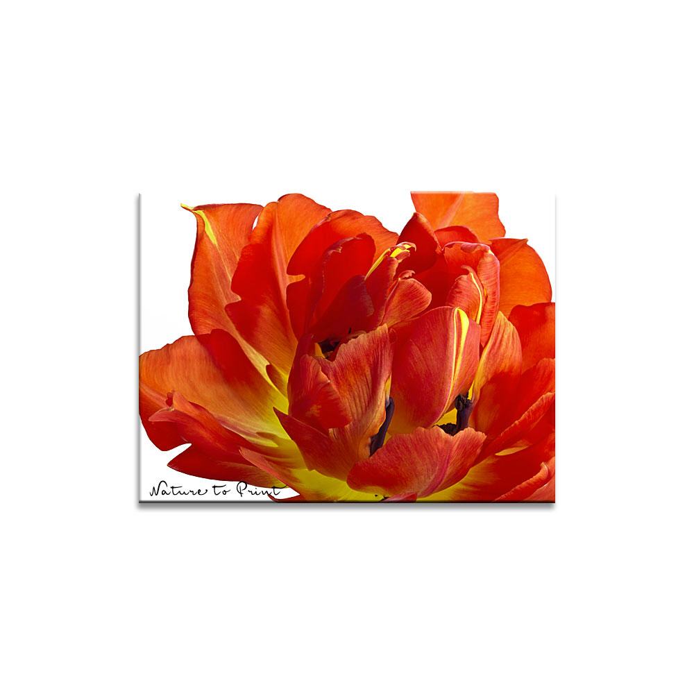 Feuertulpe  | Blumenbild auf Leinwand, Kunstdruck, FineArt, Acrylglas, Alu, Fototapete, Kissen
