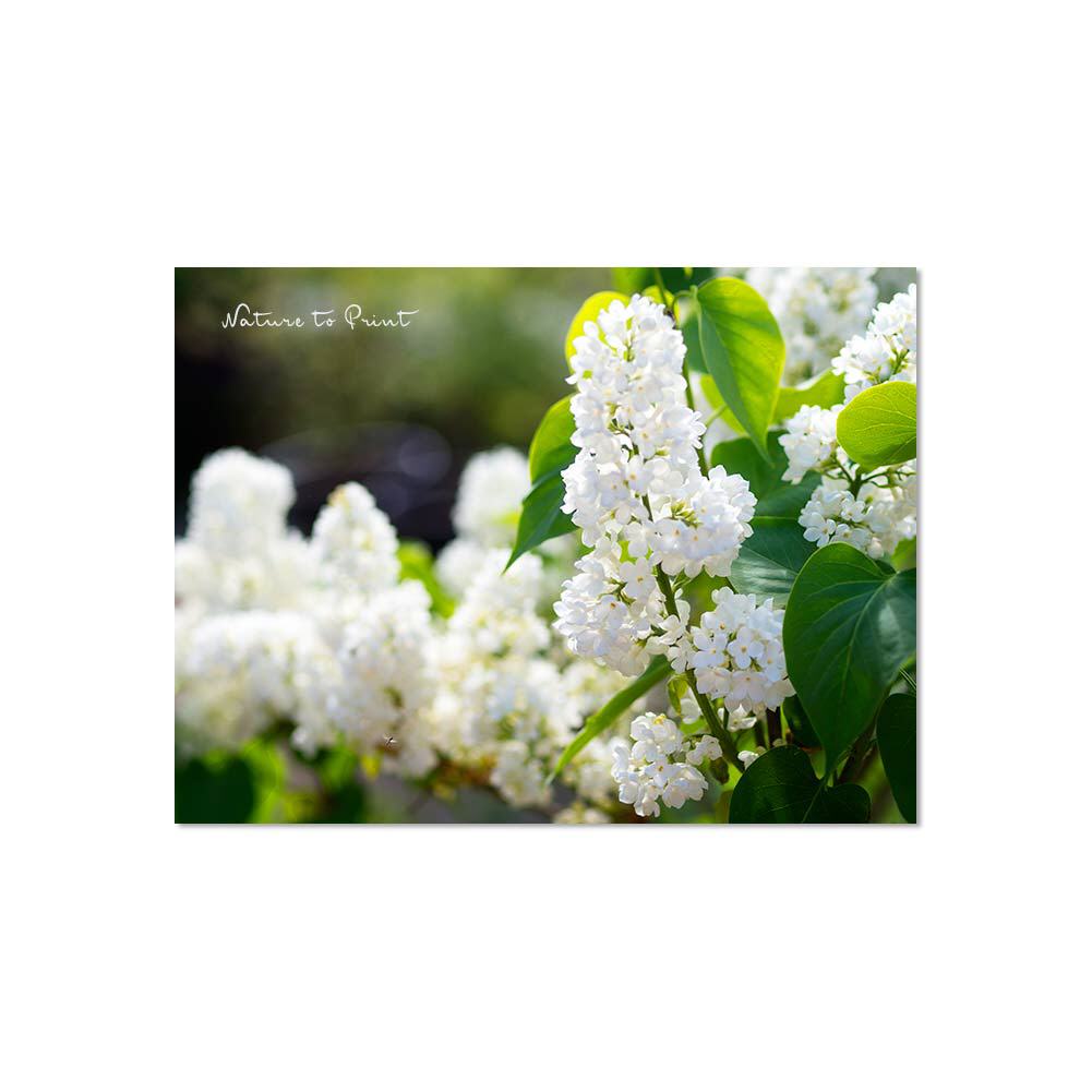 Weißer Flieder im Mai, Blumenbild auf Leinwand, Kunstdruck, Fototapete