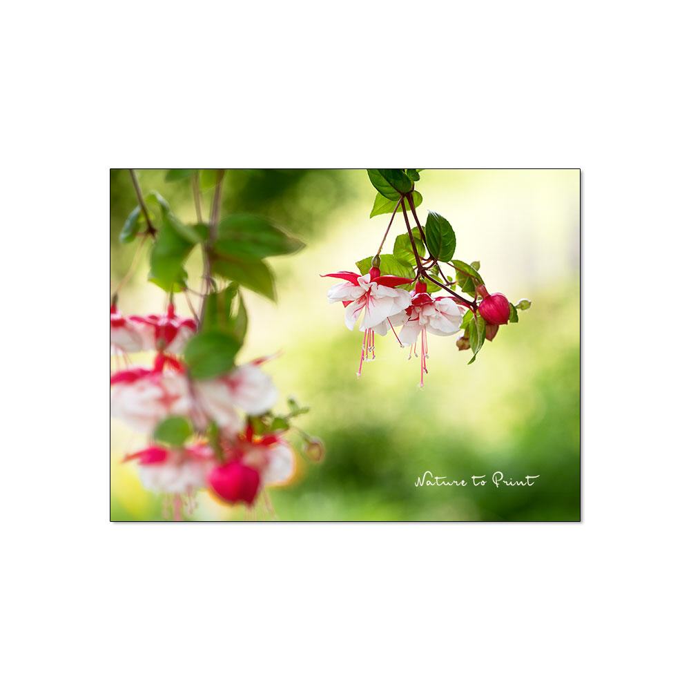 Fuchsie am Morgen | Blumenbild auf Leinwand, Kunstdruck, Acryglas, Alu oder Fototapete