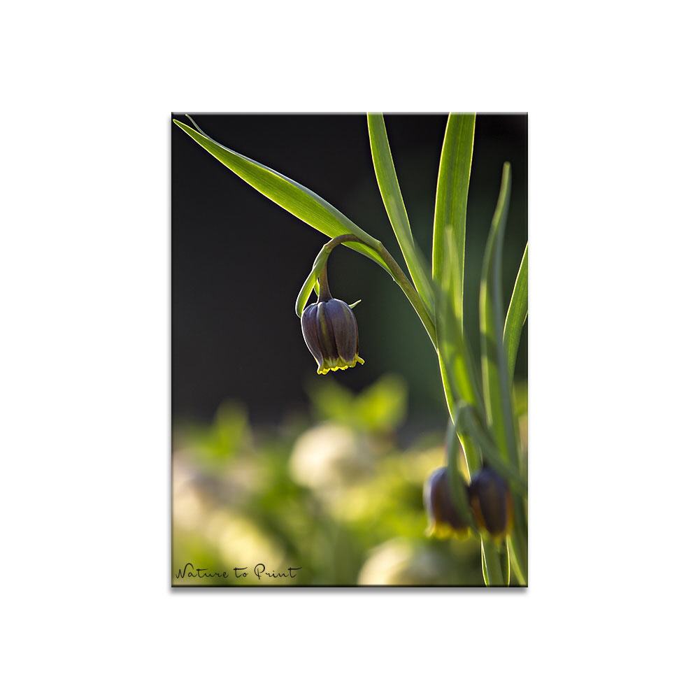 Fuchstraube im Frühlngsgarten Blumenbild auf Leinwand, Kunstdruck, Acrylglas, Alu, Kissen