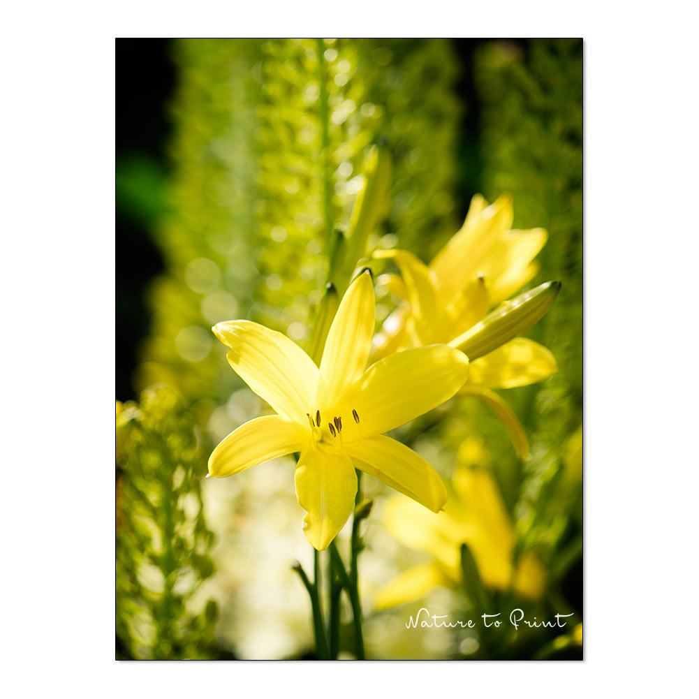 Gelbe Wild-Taglilie