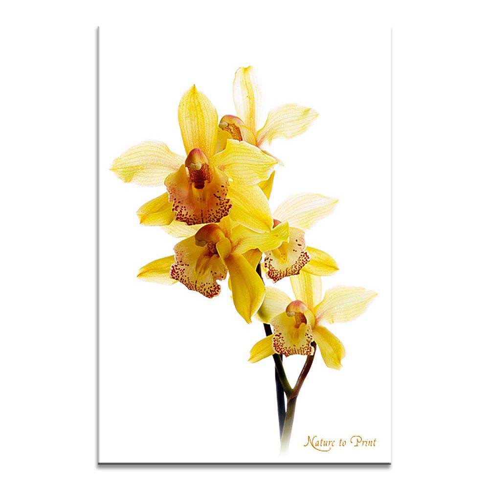 Blumenbild: Gelbe Orchideen