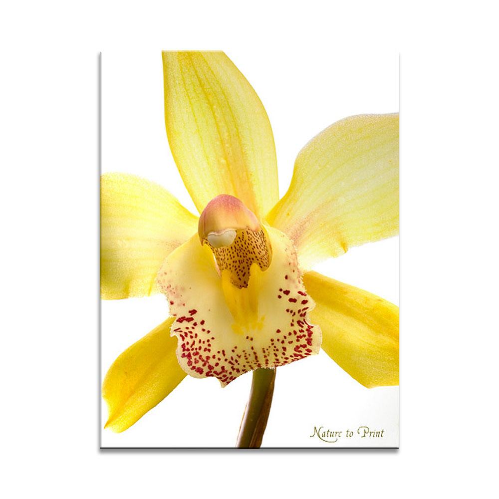 Orchideen-Wandbild: Gelbes Orchidee-Juwel