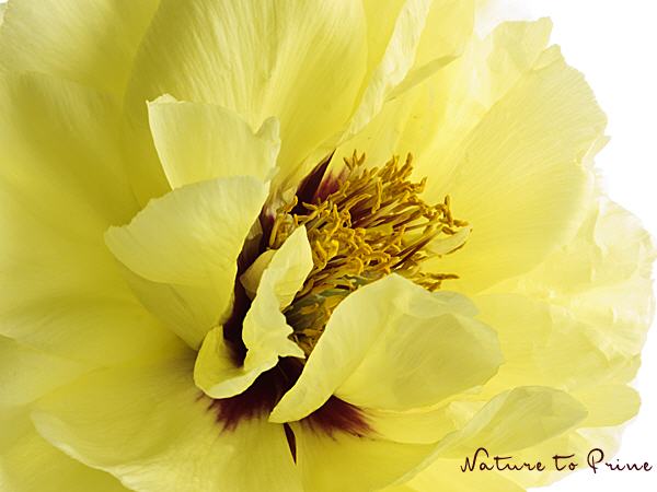 Blumenbild Gelbe Pfingstrose