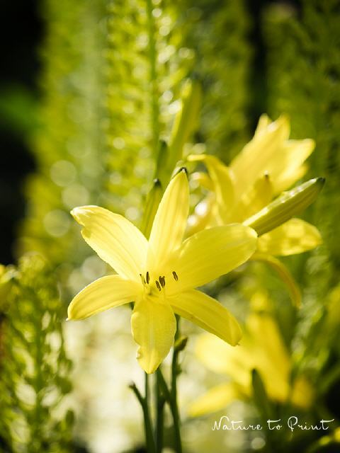 Blumenbild Gelbe Wild-Taglilie