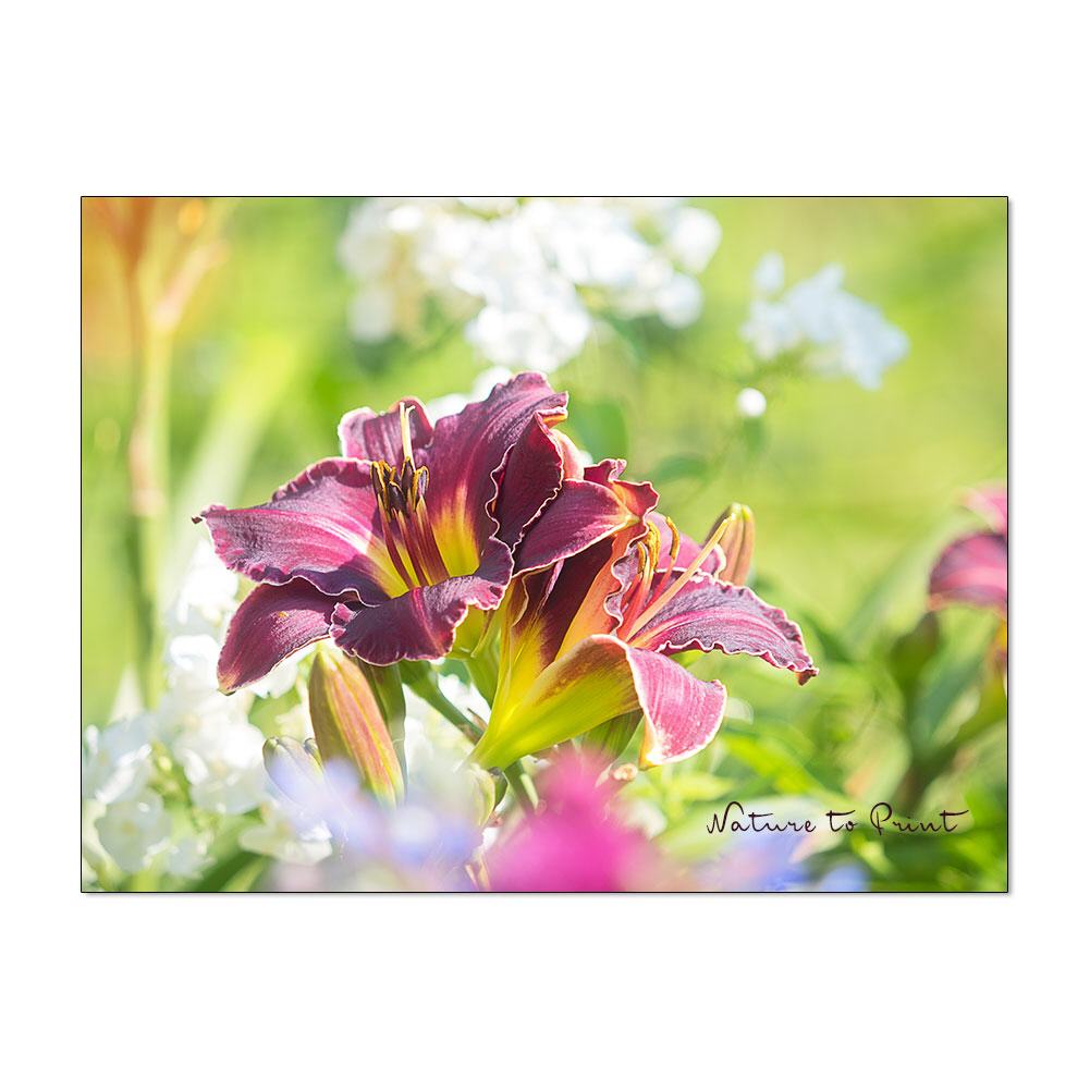 Sweet & Easy | Blumenbild auf Leinwand, Kunstdruck, FineArt-Print, Alu-Dibond oder Acrylglas