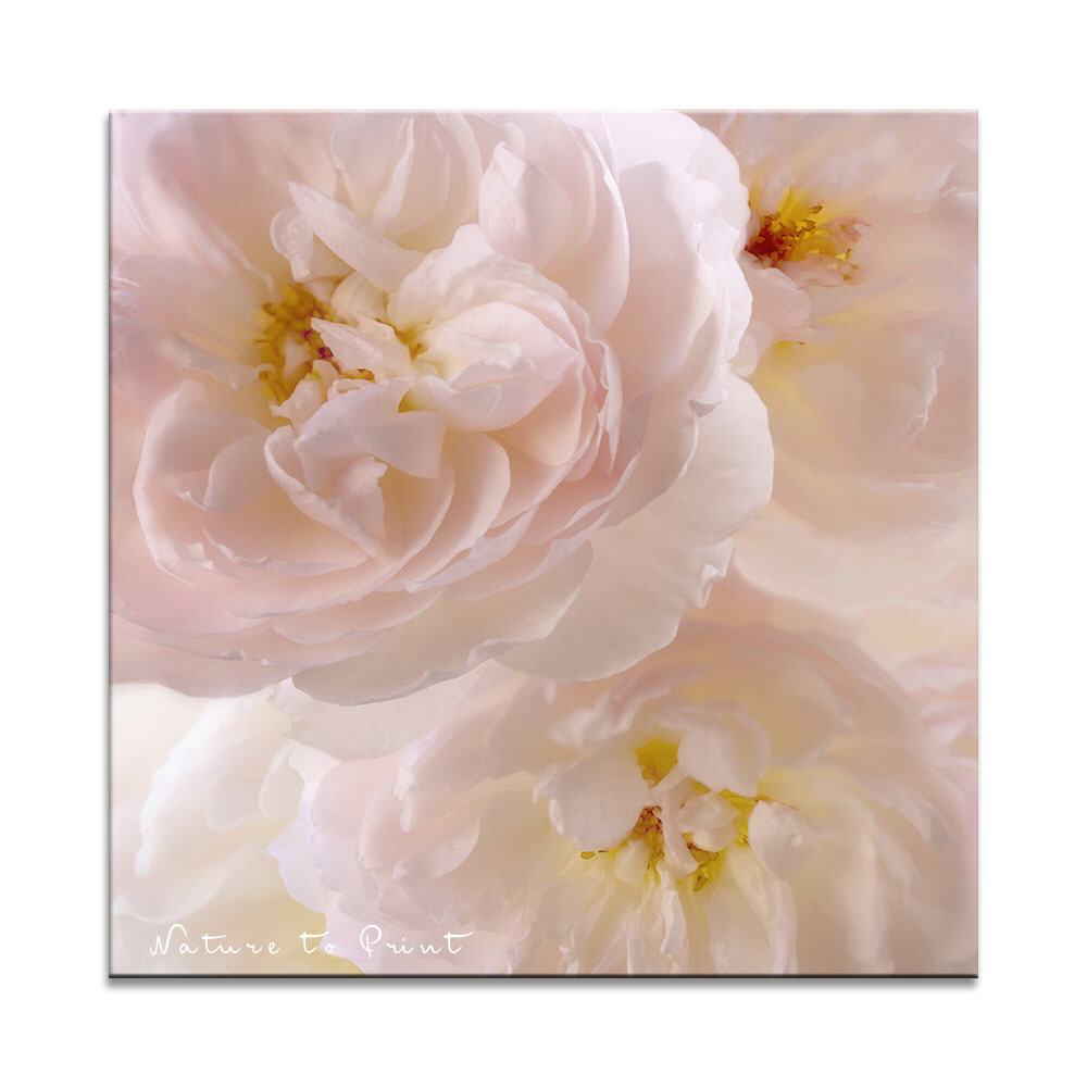 Zartrosa Rosen | Quadratisches Rosenbild auf Leinwand