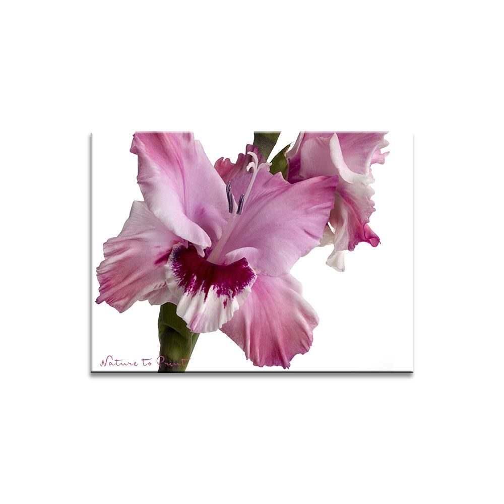 Blumenbild Diva Gladiole übt Ausdruckstanz