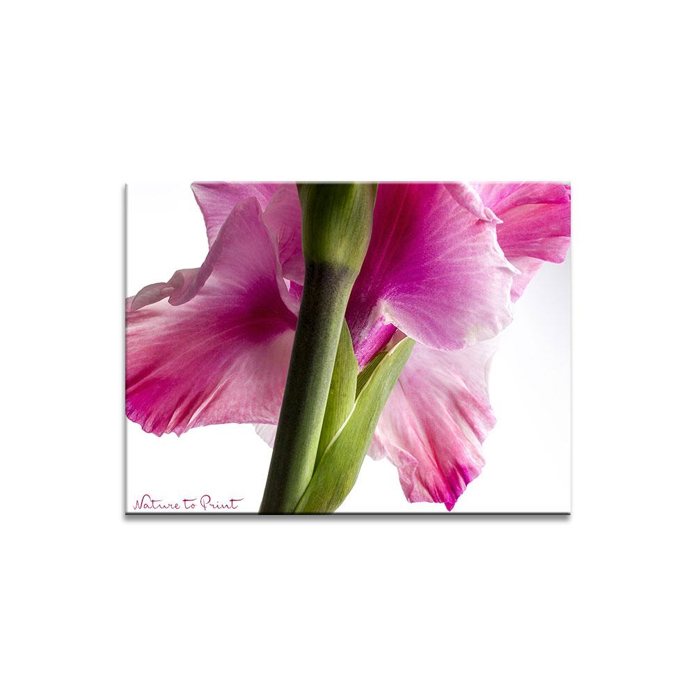 Innere Stärke einer Gladiole  | Blumenbild auf Leinwand, Kunstdruck, FineArt, Acrylglas, Alu, Fototapete, Kissen
