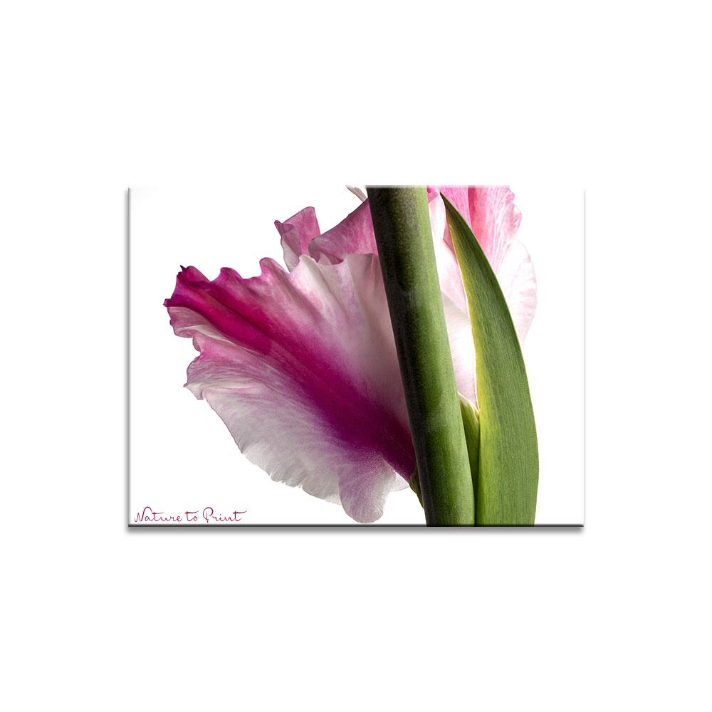 Kraft und Stärke der Gladiole  Blumenbild auf Leinwand, Kunstdruck, Acrylglas, Alu, Kissen
