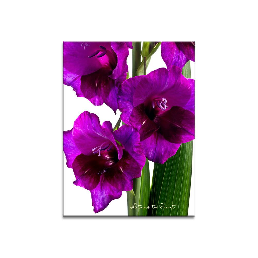 Violette Gladiole