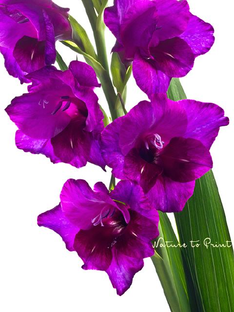 Blumenbild Violette Leidenschaft