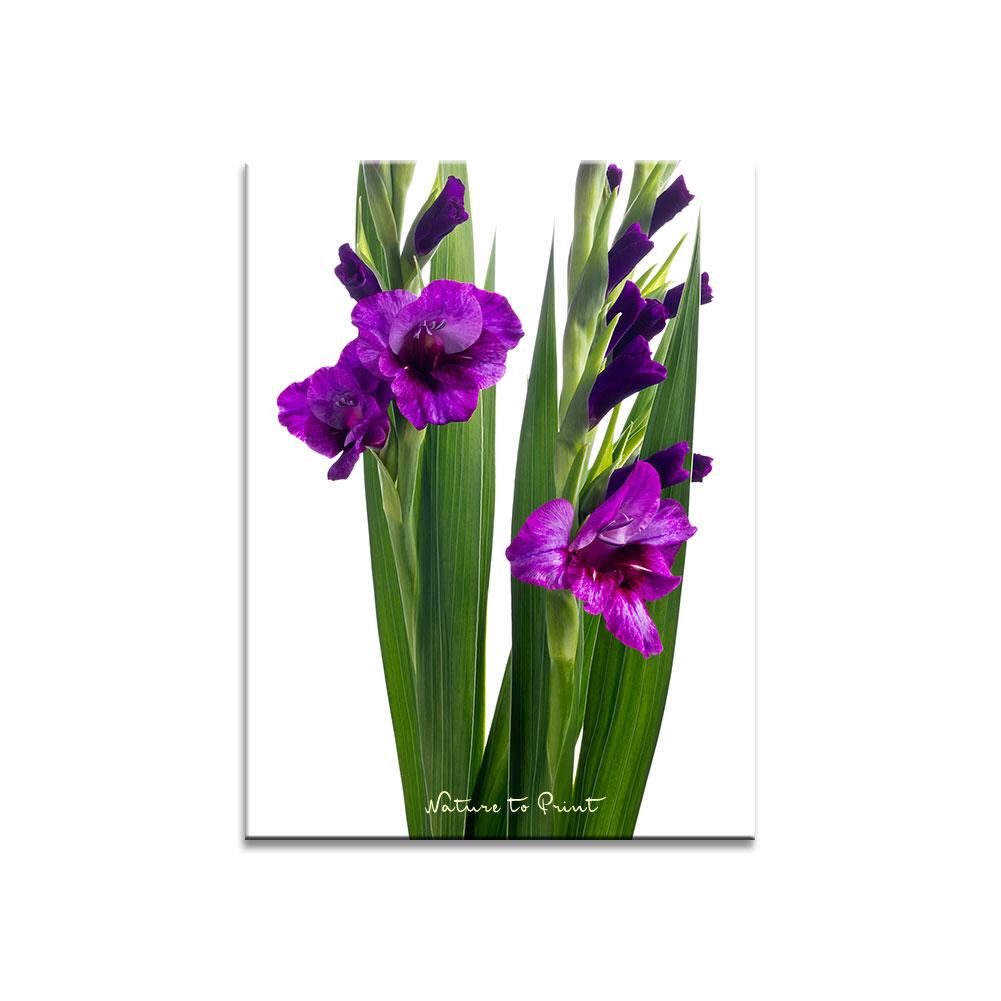 Blumenbild Elegante Gladiolen