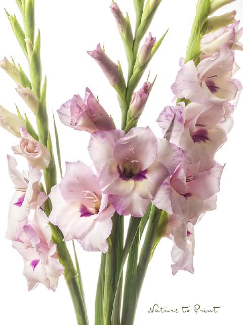 Blumenbild Drei Gladiolen