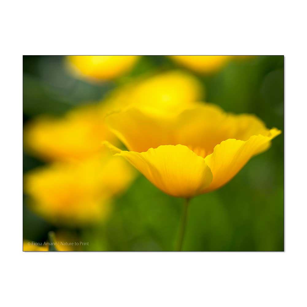Goldrausch mit Poppys | Blumenbild auf Leinwand, Kunstdruck, Acryglas, Alu oder Fototapete