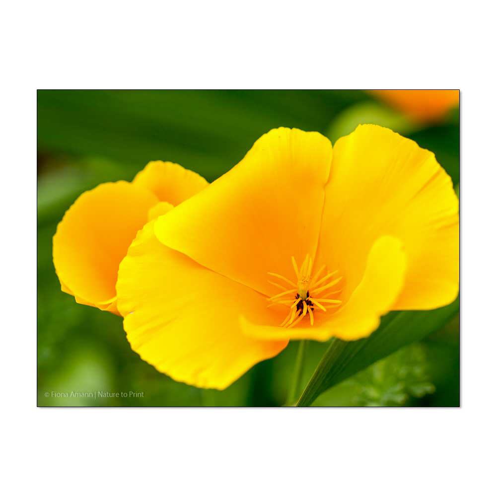 Californian Poppy | | Blumenbild auf Leinwand, Kunstdruck, FineArt, Acrylglas, Alu, Fototapete, Kissen