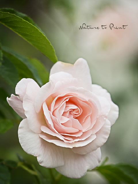 Blumenbild Graziöse Rose in Zartrosa