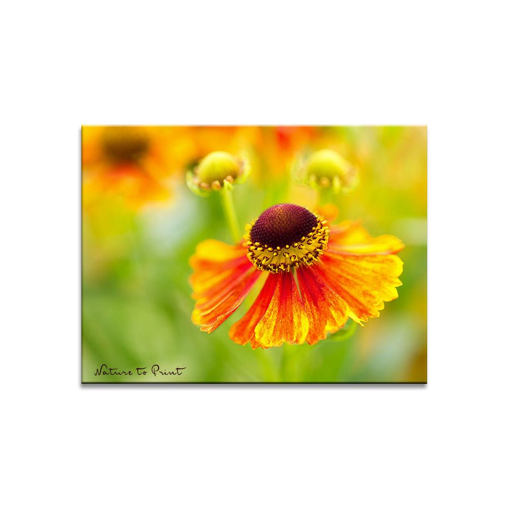Tanz der Sonnenbraut  Blumenbild auf Leinwand, Kunstdruck, Acrylglas, Alu, Kissen