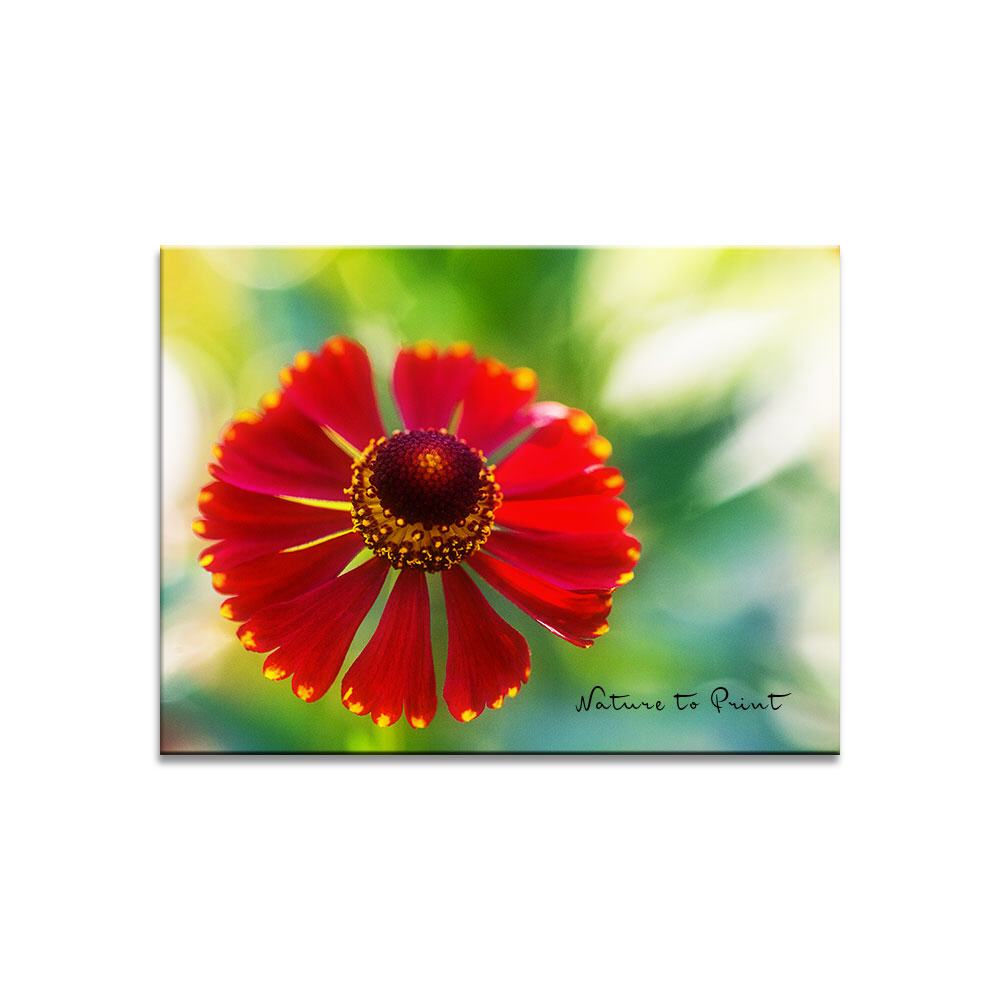 Solo für eine rote Sonnenbraut  Blumenbild auf Leinwand, Kunstdruck, Acrylglas, Alu, Kissen
