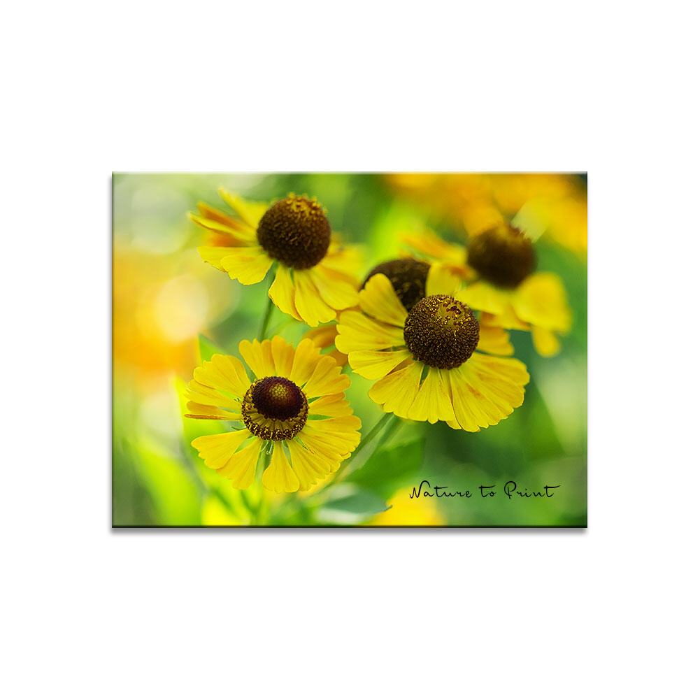 Tanz der Sonnenbräut  | Blumenbild auf Leinwand, Kunstdruck, FineArt, Acrylglas, Alu, Kissen