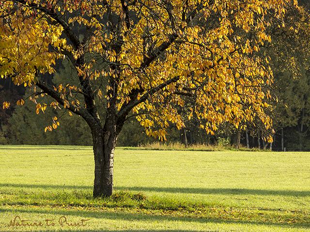 Landschaftsbild Goldener Kirschbaum