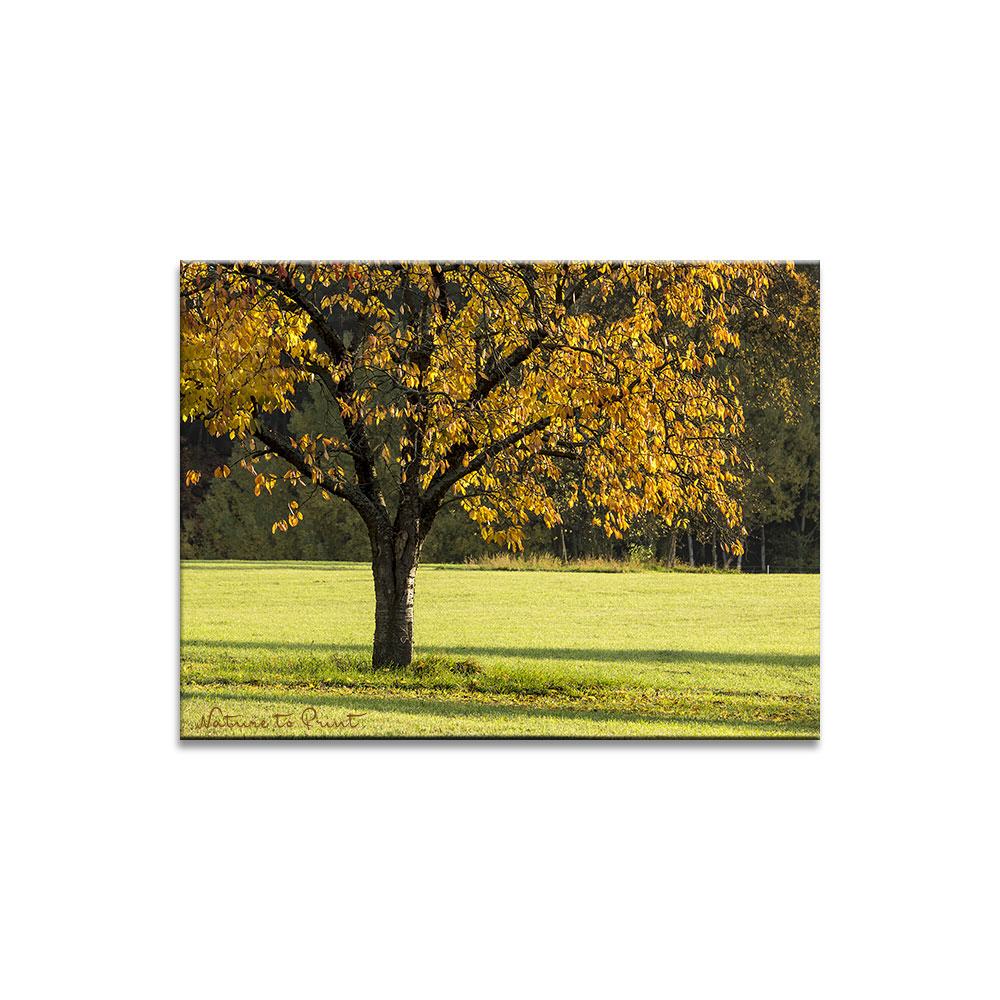 Goldener Kirschbaum | Landschaftbild auf Leinwand, Kunstdruck, FineArt, Acrylglas, Alu-Dibond, Fototapete