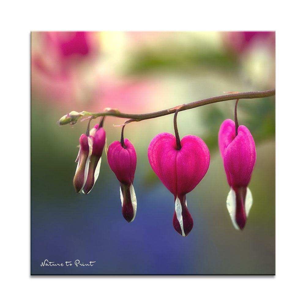 Drei Herzen | Quadratisches Blumenbild auf Leinwand