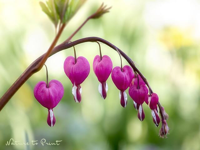 Blumenbild Romantische Herzblüten
