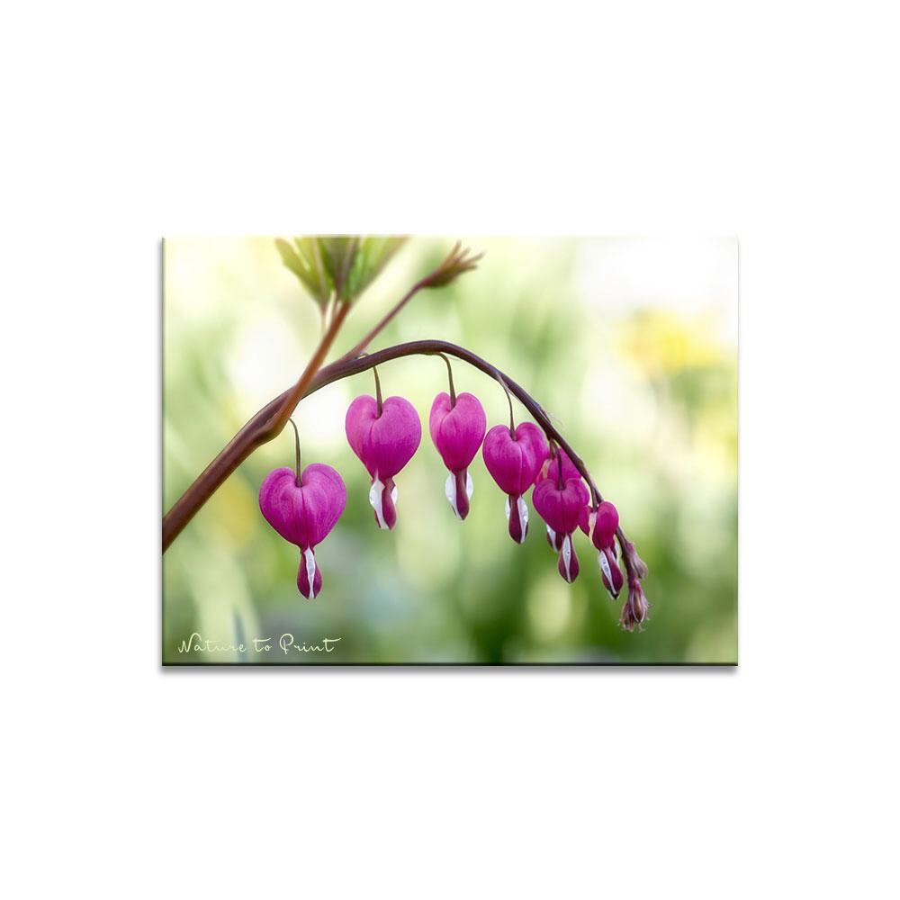 Romantische Herzblüten | Blumenbild auf Leinwand, Kunstdruck, FineArt, Acrylglas, Alu, Fototapete, Kissen