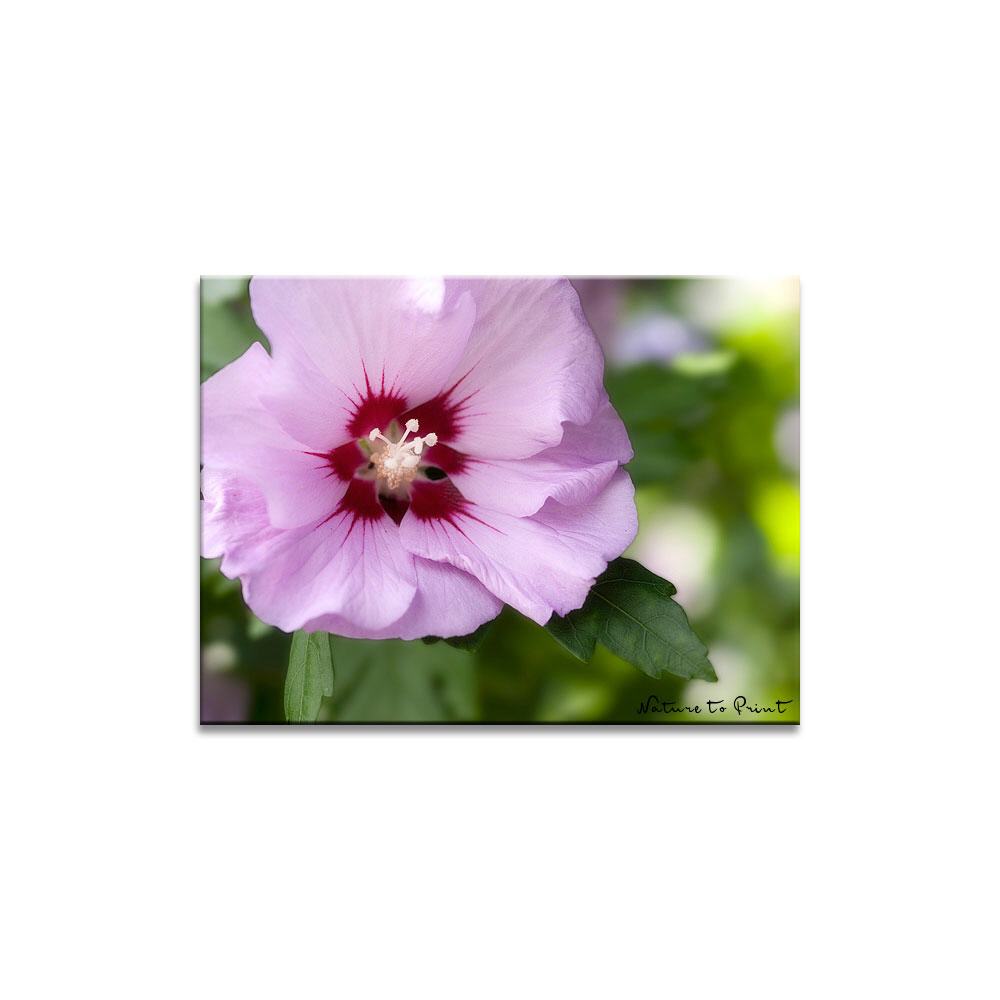 Blumenbild Hibiskus im Garten