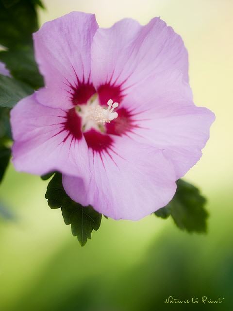 Blumenbild Rosa Hibiskus