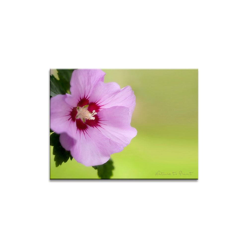 Pinker Roseneibisch Blumenbild auf Leinwand, Kunstdruck, Acrylglas, Alu, Kissen