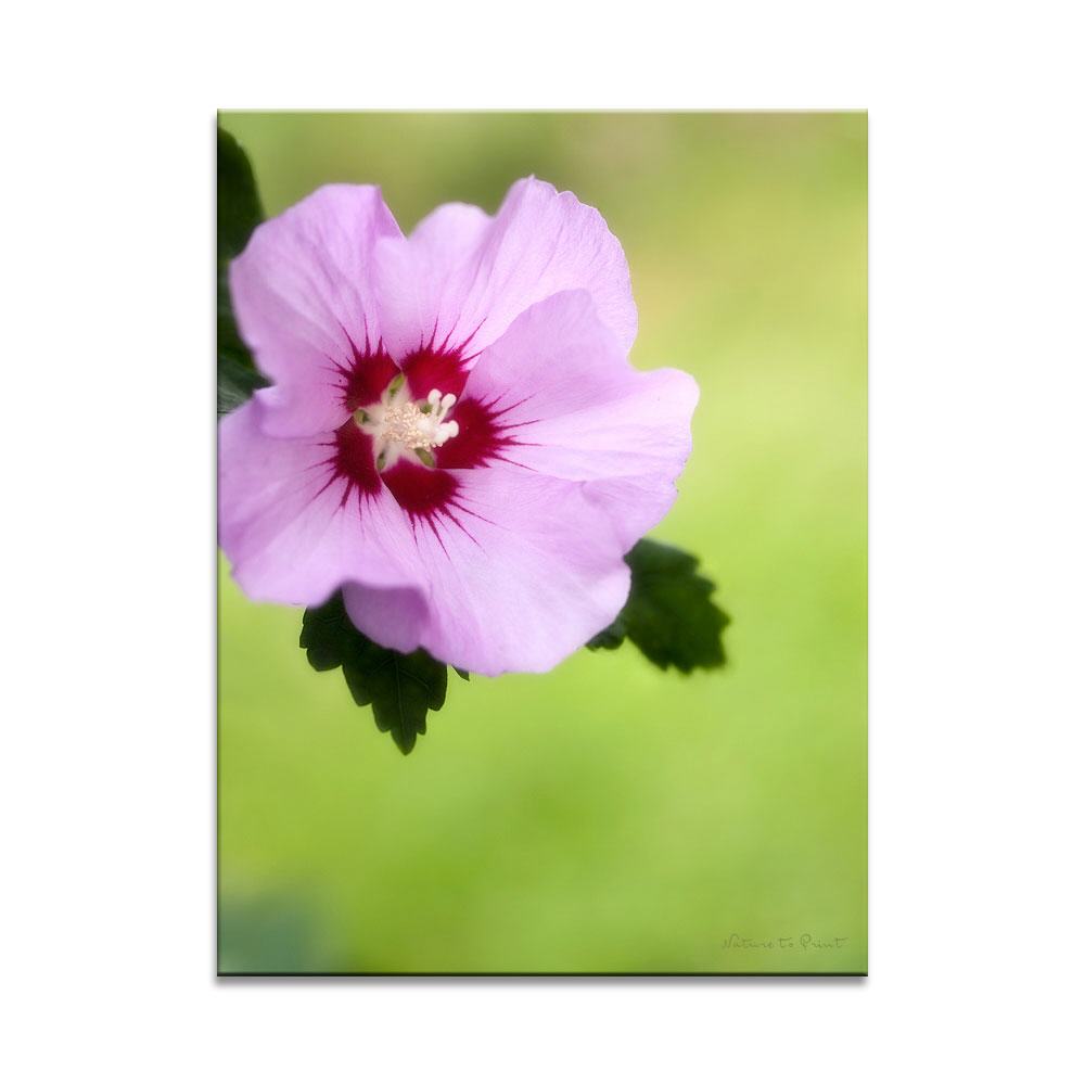 Blumenbild Pinker Roseneibisch