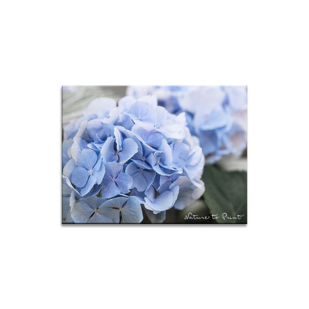 Blaue Hortensie | Blumenbild auf Leinwand, Kunstdruck, FineArt, Acrylglas, Alu, Fototapete, Kissen