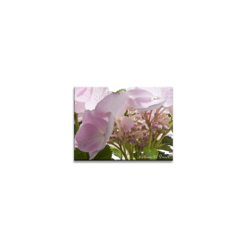 Knospen und Blüten rosa Hortensie