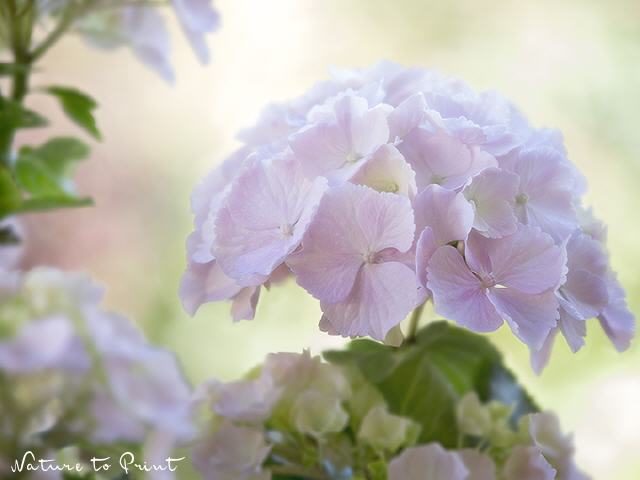 Blumenbild Hortensie in Pastell